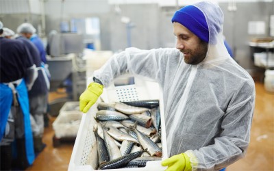 the preliminary processing of raw fish